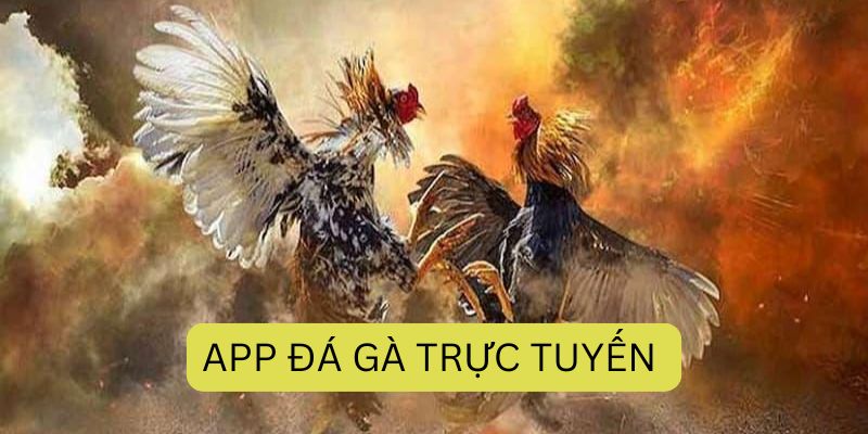 App đá gà uy tín của TK88 đảm bảo siêu hấp dẫn